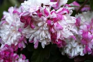 CHRYSANTHEMUM-24 (29)